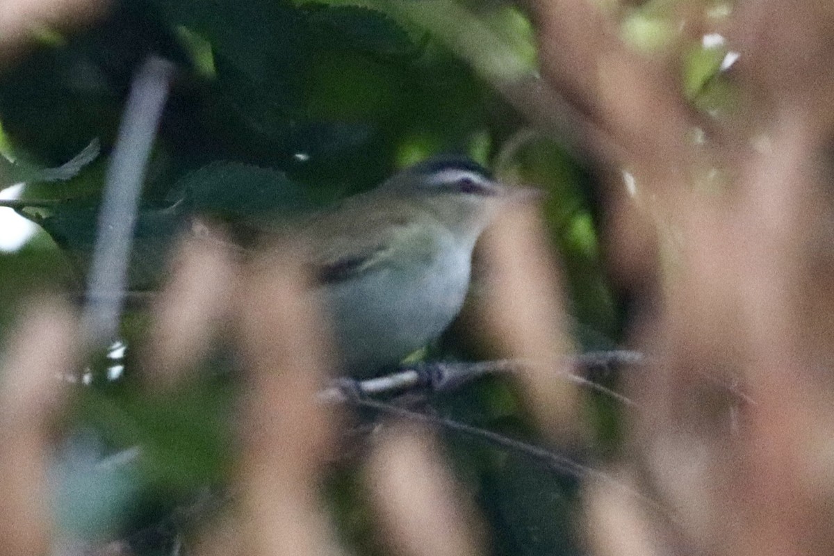 Red-eyed Vireo - ML641524400