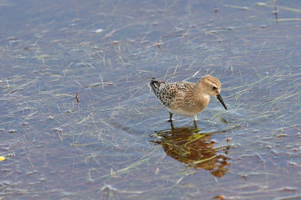jespák dlouhokřídlý - ML641524406