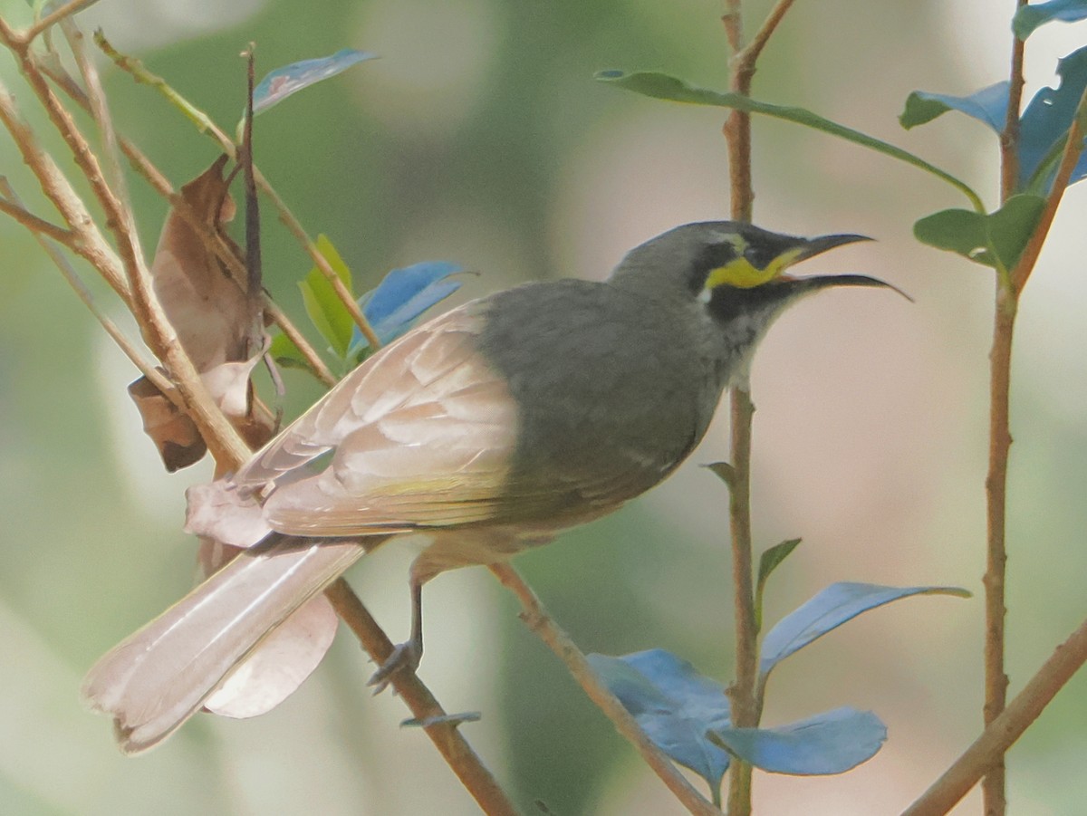 Yellow-faced Honeyeater - ML641524423