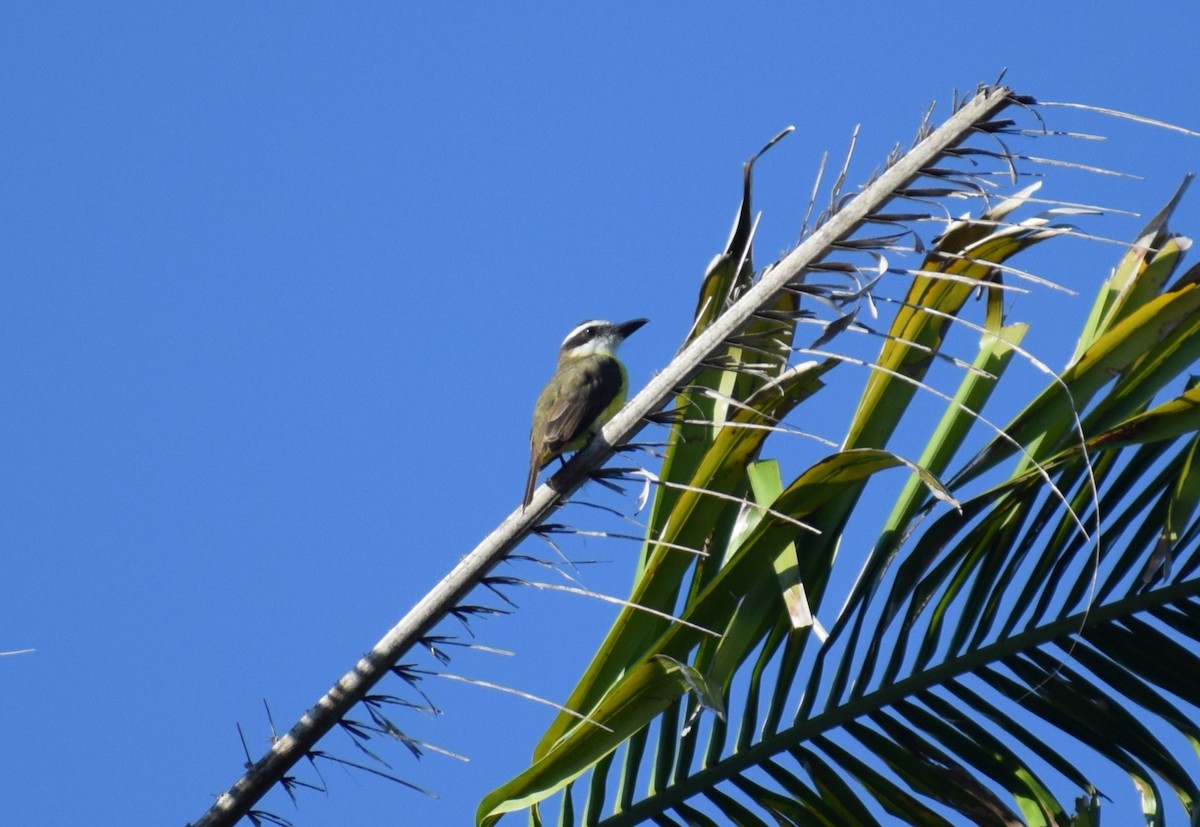 Boat-billed Flycatcher - ML641524488