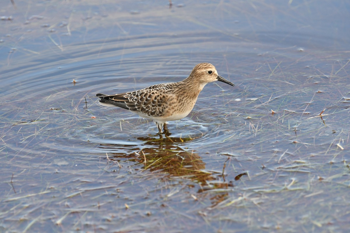 jespák dlouhokřídlý - ML641524513