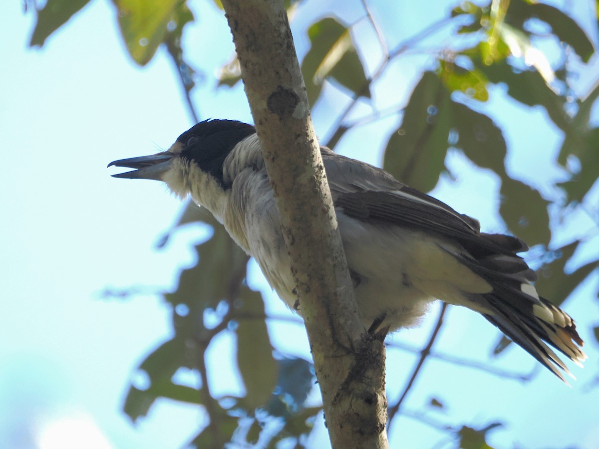 Gray Butcherbird - ML641524519