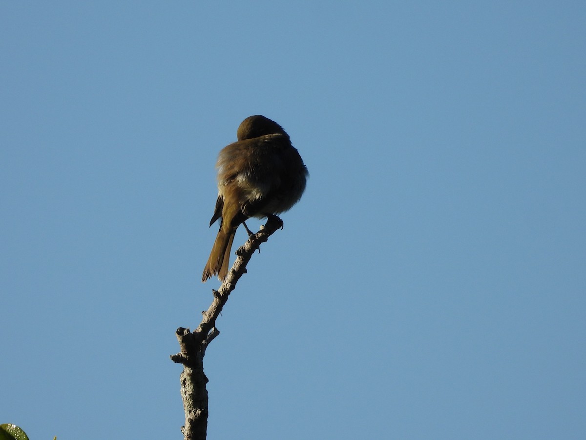 Yellow-faced Honeyeater - ML641524520