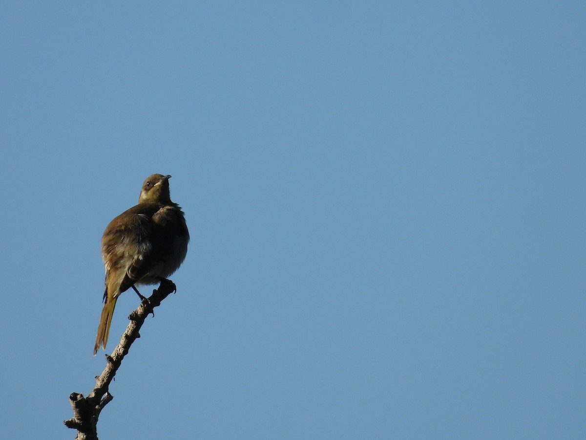 Yellow-faced Honeyeater - ML641524521