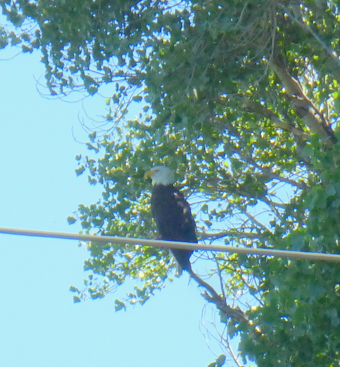 Bald Eagle - ML641524542