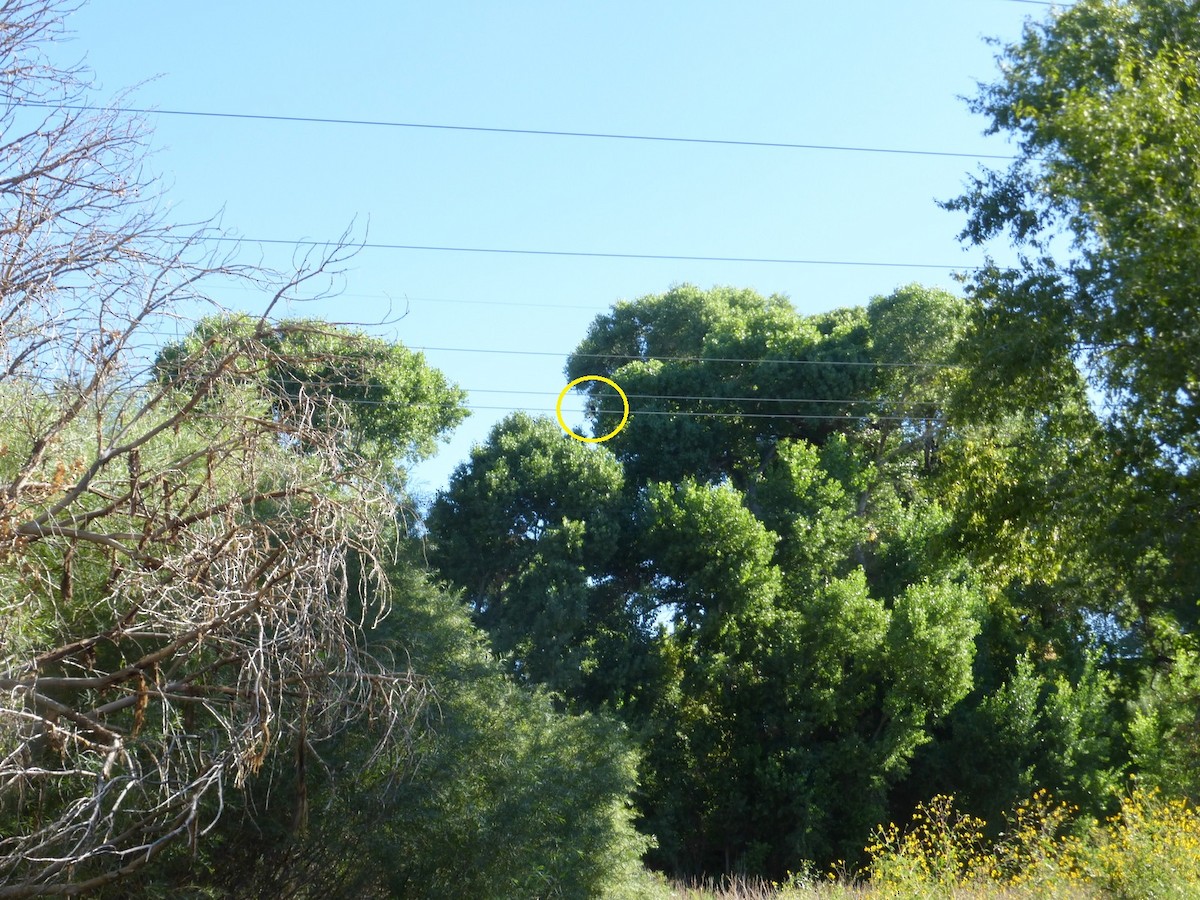 Bald Eagle - ML641524551