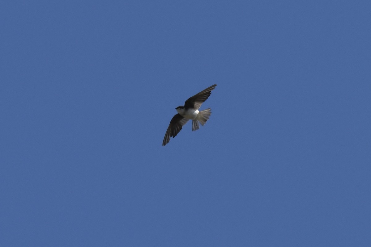 Tree Swallow - ML641524560