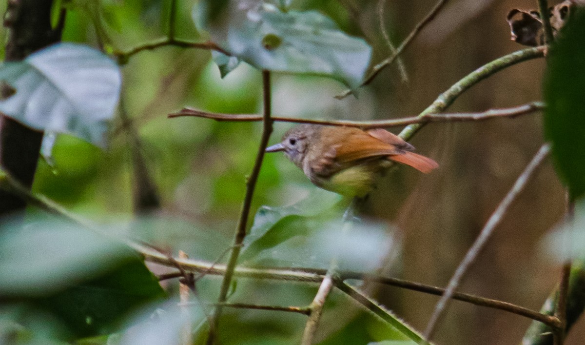 Unicolored Antwren - ML641524621