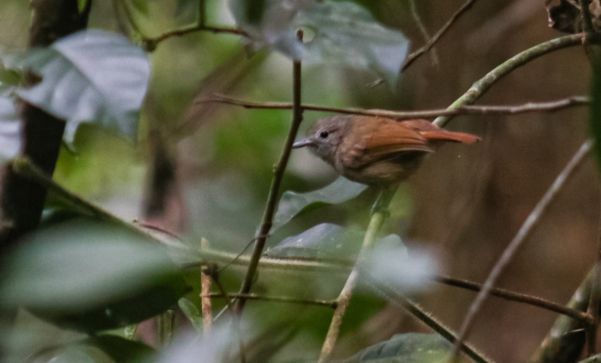 Unicolored Antwren - ML641524622