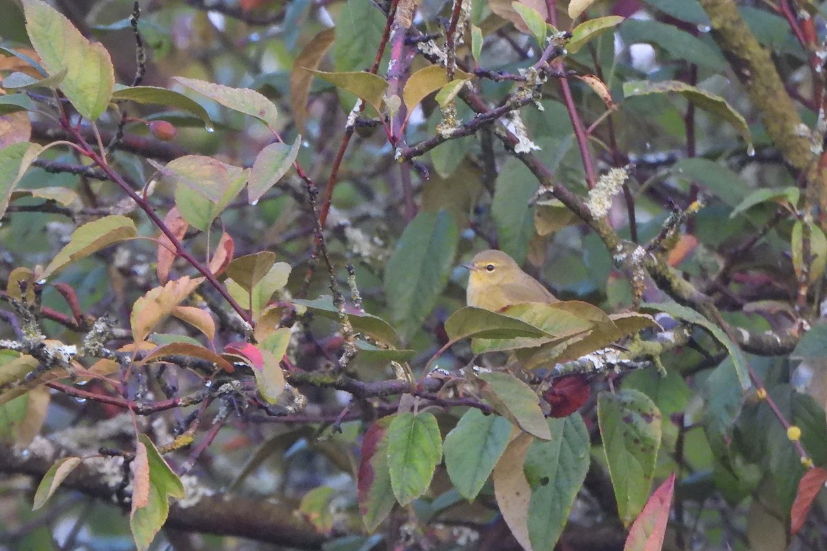 Orange-crowned Warbler (lutescens) - ML641524649