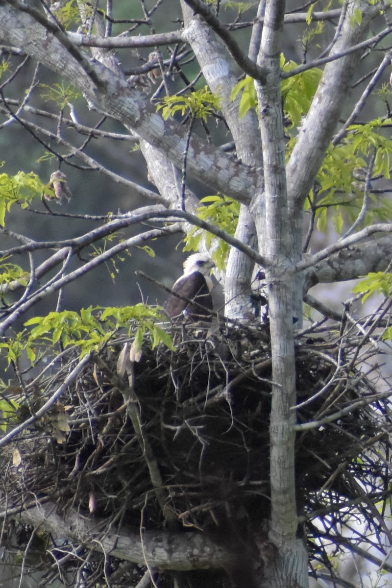Ornate Hawk-Eagle - ML641524660