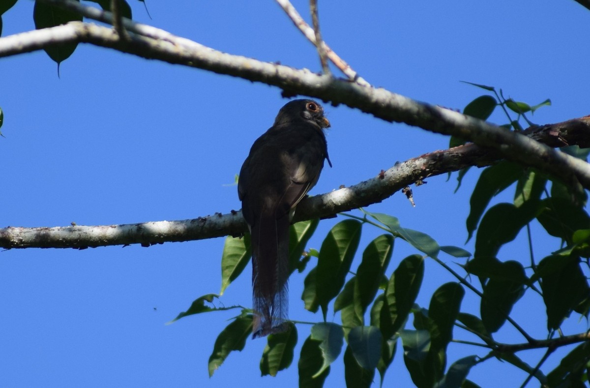 Elegant Trogon - ML641524665