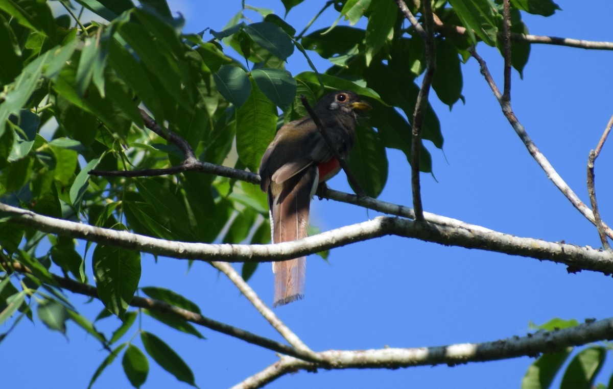 Elegant Trogon - ML641524666