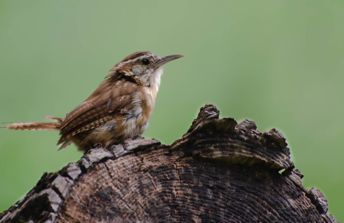 Carolina Wren - ML641524683