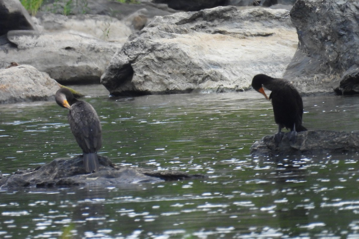 Double-crested Cormorant - ML641524754