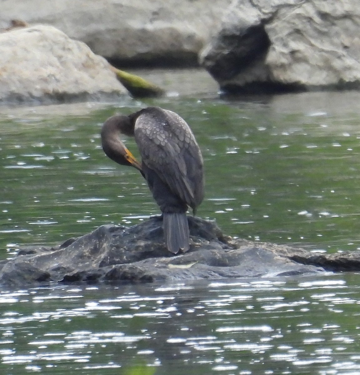 Double-crested Cormorant - ML641524764