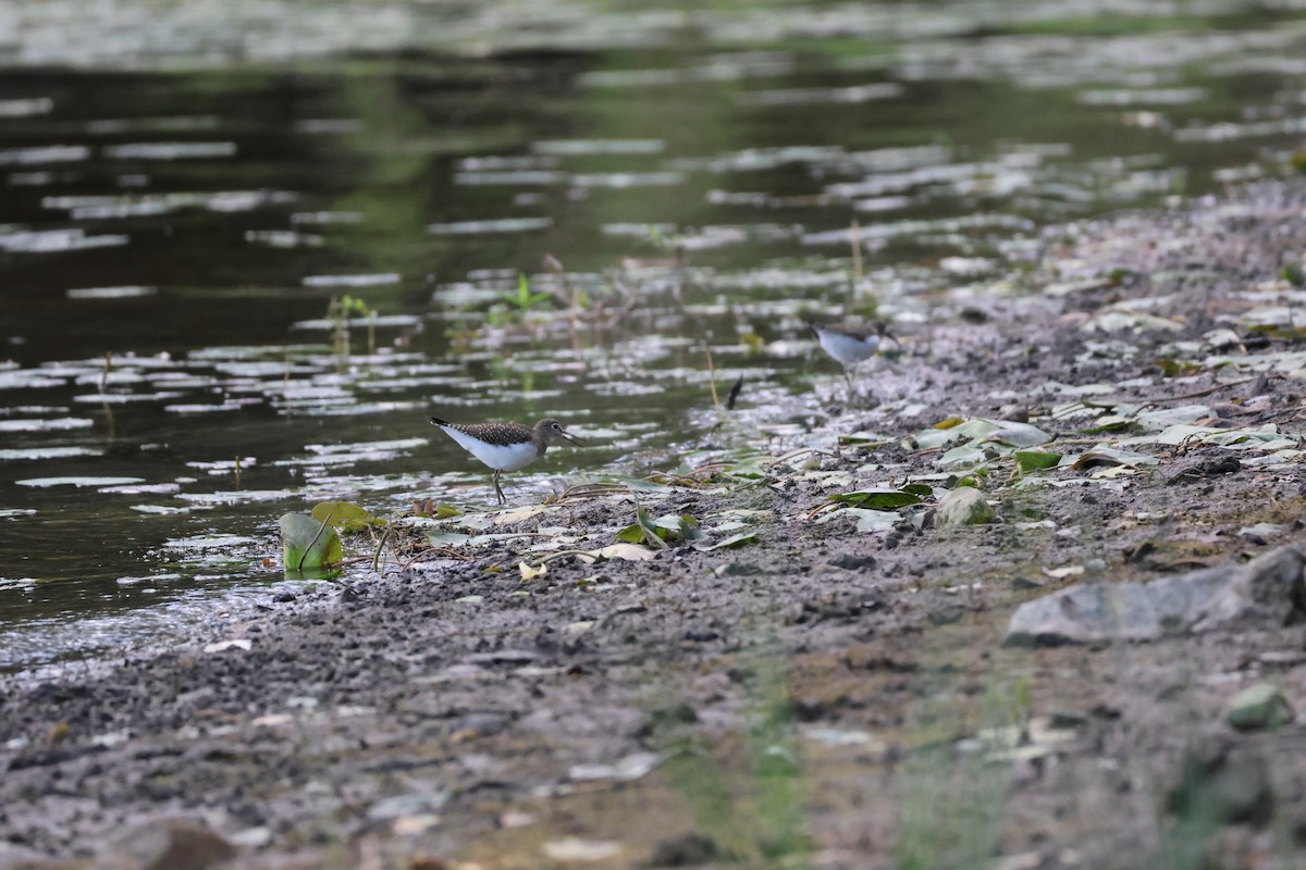 Solitary Sandpiper - ML641524769