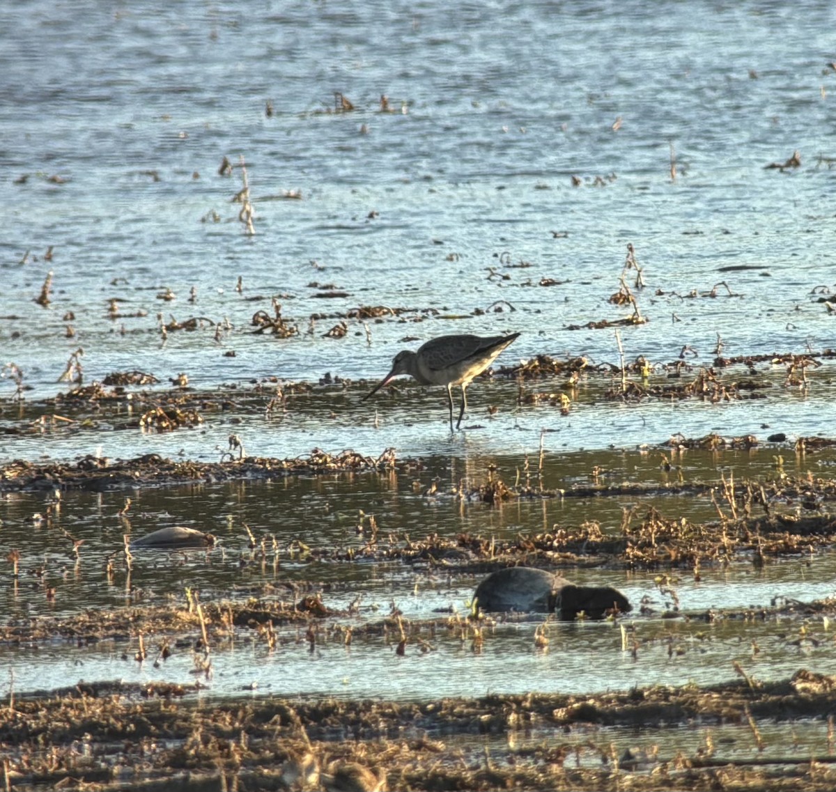 Hudsonian Godwit - ML641524779