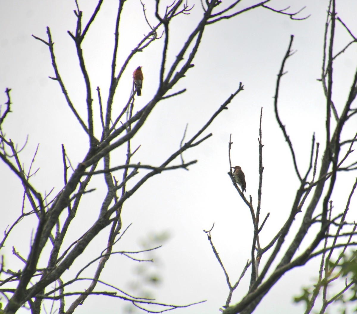 American Robin - ML641524804