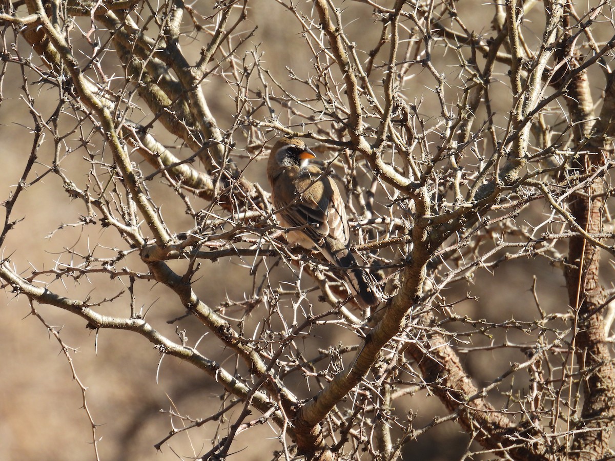 Many-colored Chaco Finch - ML641524811