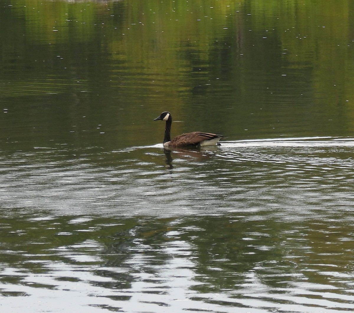 Canada Goose - ML641524843
