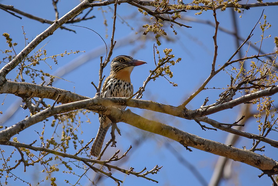 flekkdovenfugl (striatipectus) - ML641524844