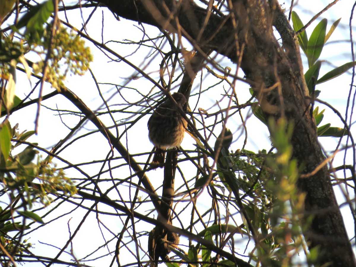 Blue-billed Black-Tyrant - ML641524873