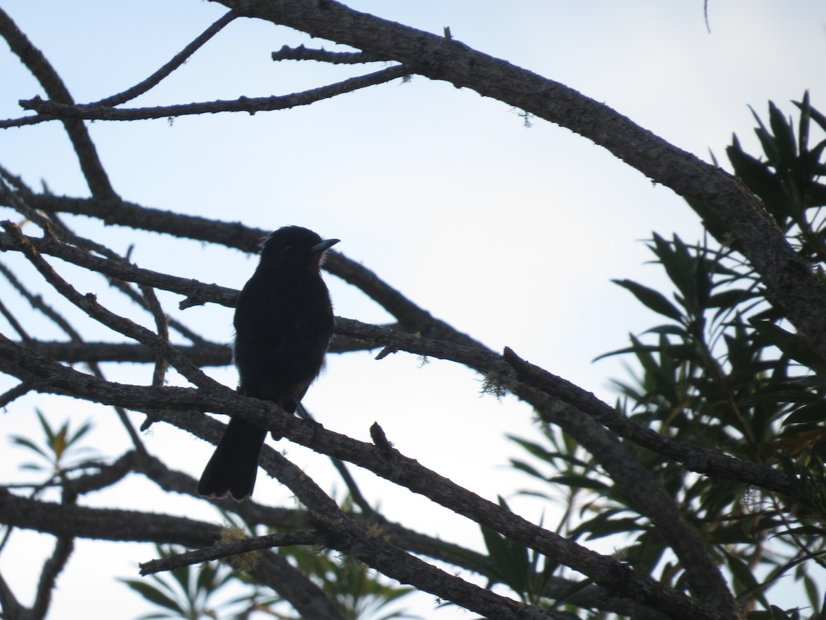 Velvety Black-Tyrant - ML641524877