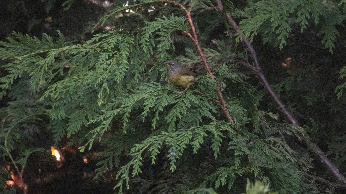 MacGillivray's Warbler - ML641524918