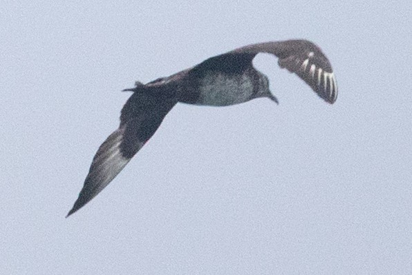 Pomarine Jaeger - ML641524930