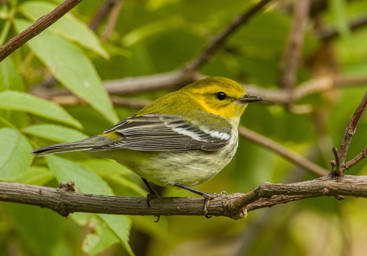 Black-throated Green Warbler - ML641524946