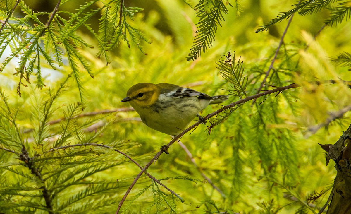 Black-throated Green Warbler - ML641524947