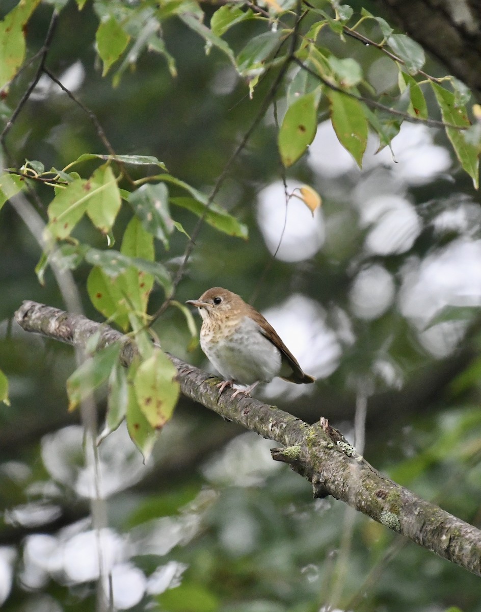 Veery - ML641524955