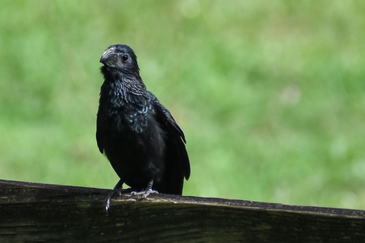 Groove-billed Ani - ML641524972
