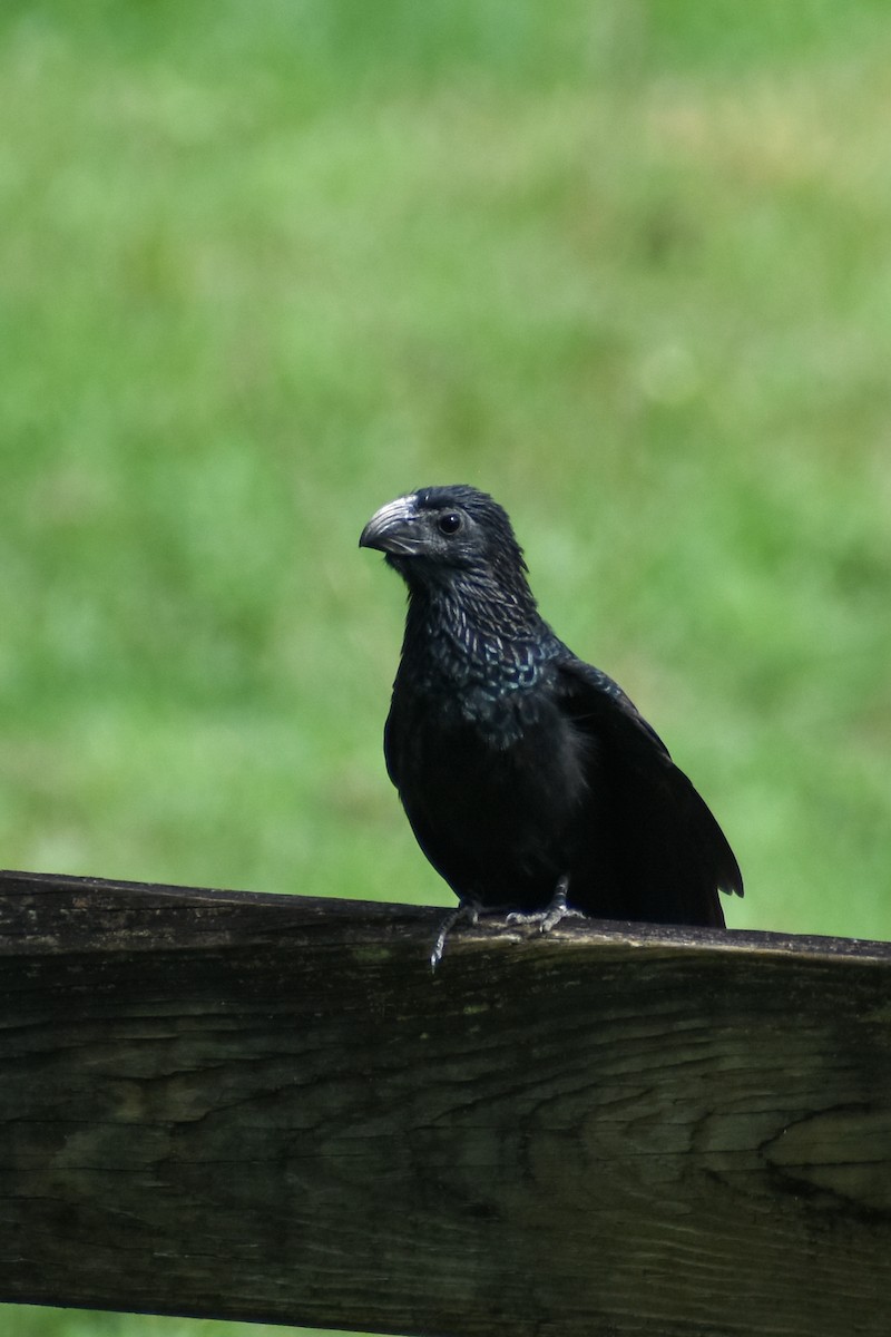 Groove-billed Ani - ML641524973
