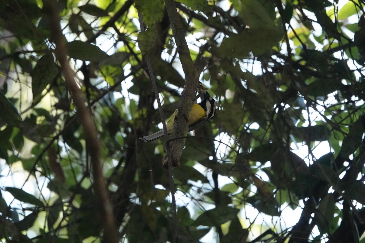 Eastern Shrike-tit - ML641524975