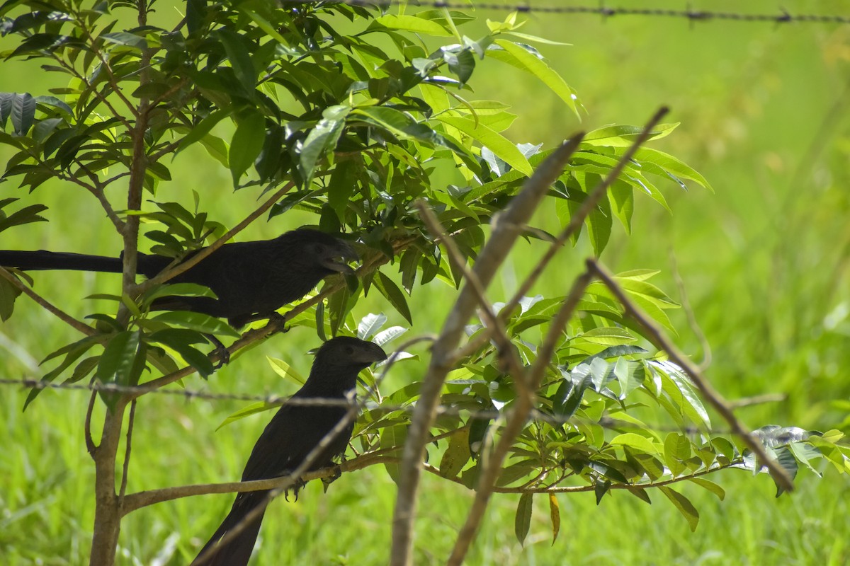 Groove-billed Ani - ML641524976