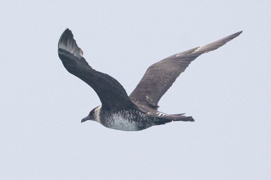 Pomarine Jaeger - ML641524997