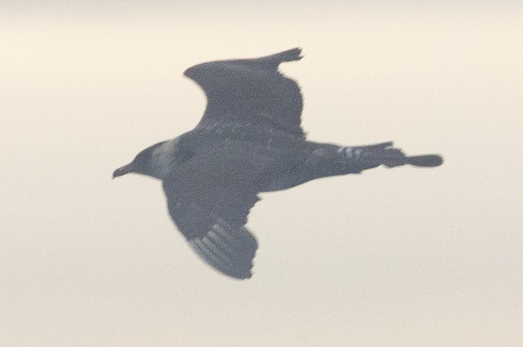 Pomarine Jaeger - ML641524998