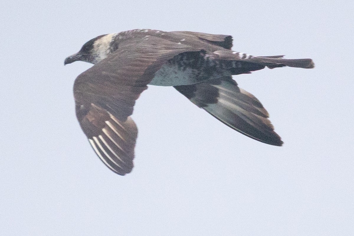 Pomarine Jaeger - ML641524999