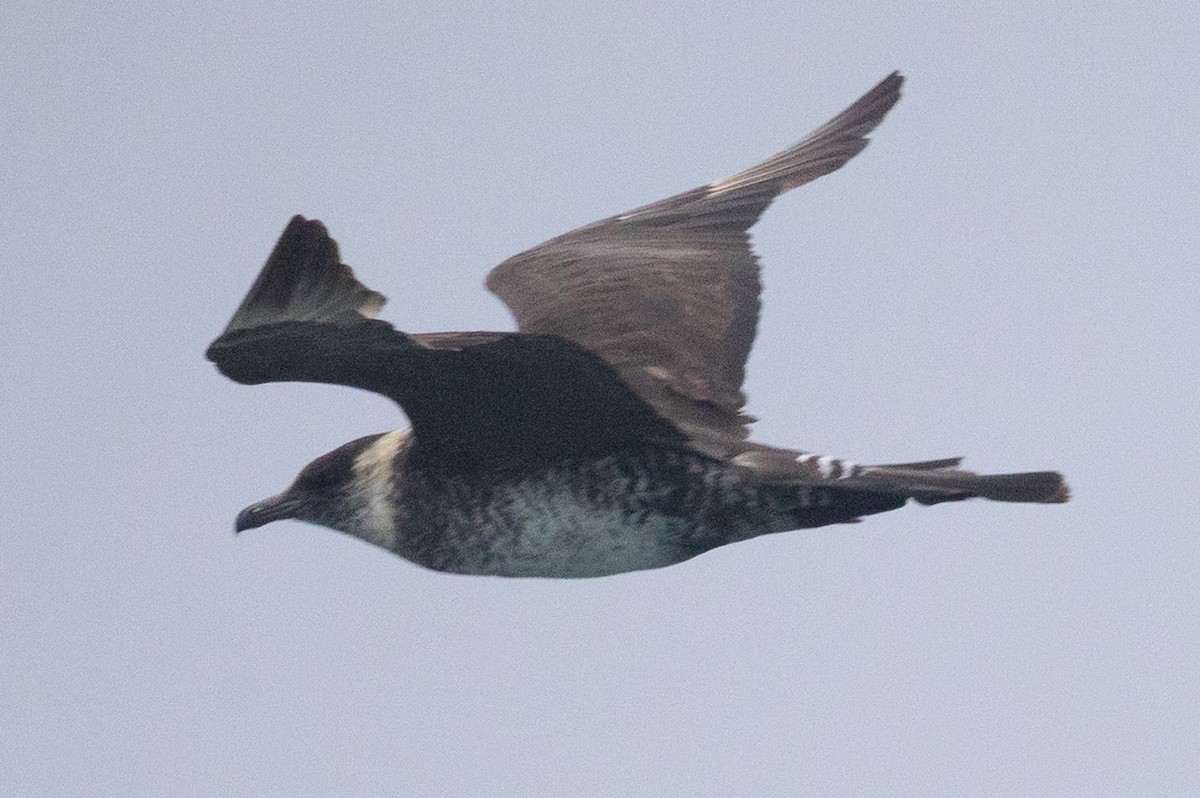 Pomarine Jaeger - ML641525000