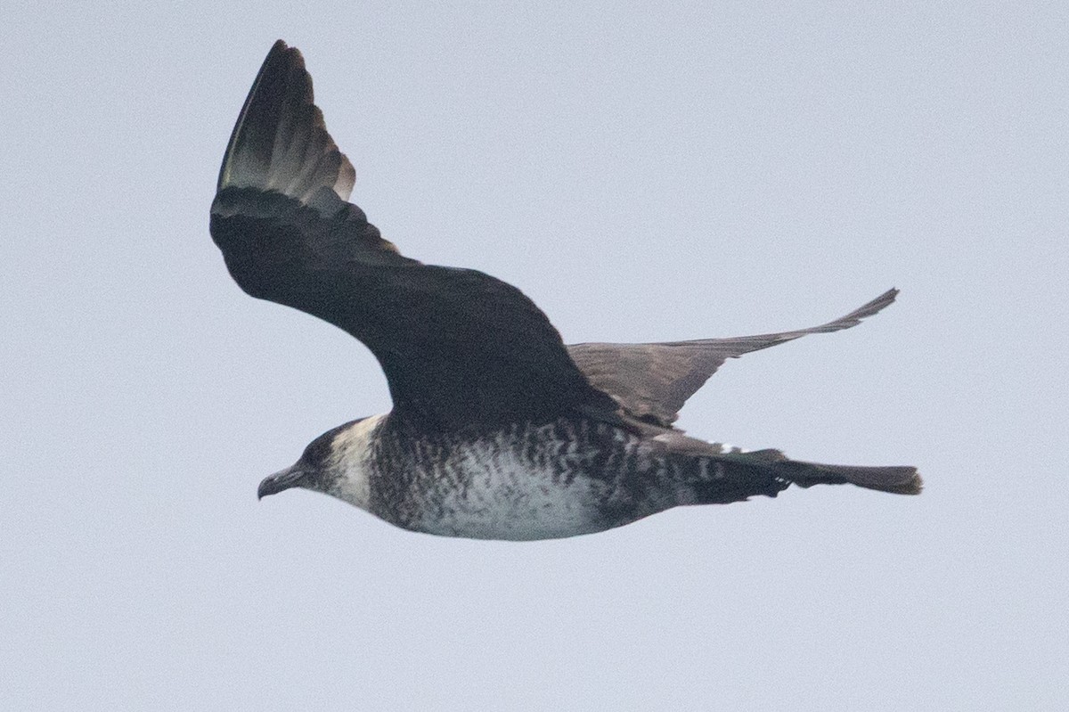 Pomarine Jaeger - ML641525001