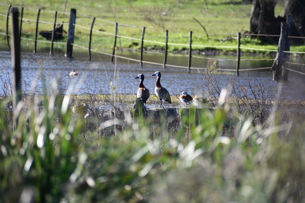 Dendrocygne veuf - ML641525004