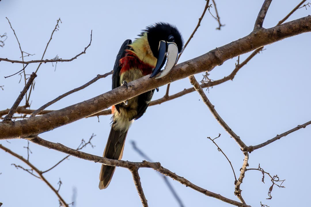 Black-necked Aracari - ML641525014