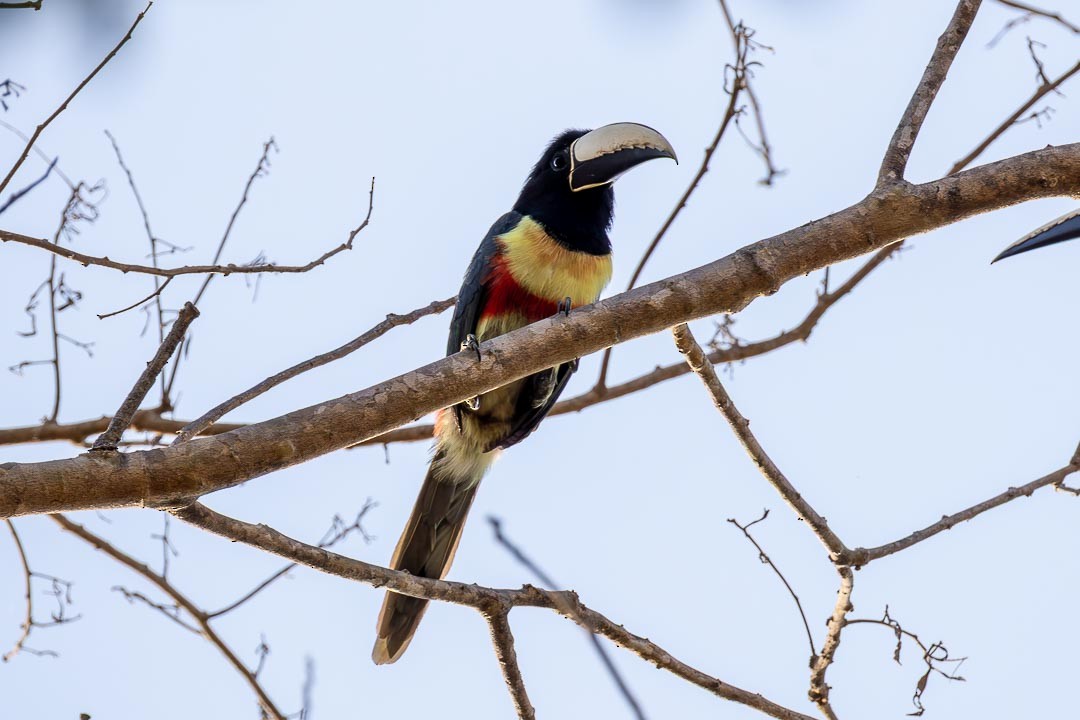 Black-necked Aracari - ML641525015