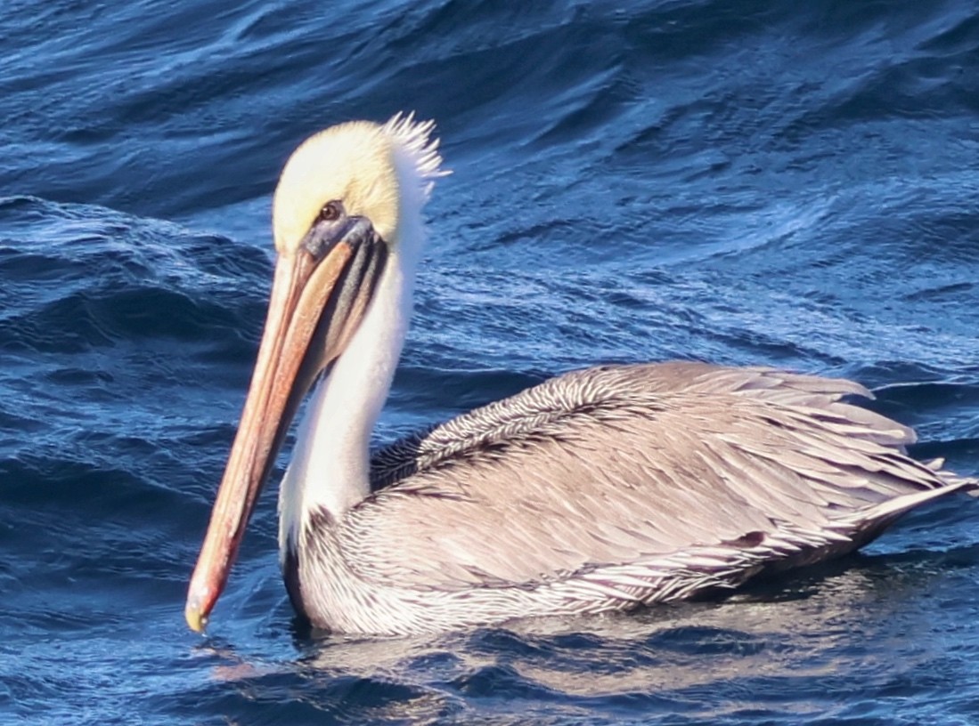 Brown Pelican - ML641525021