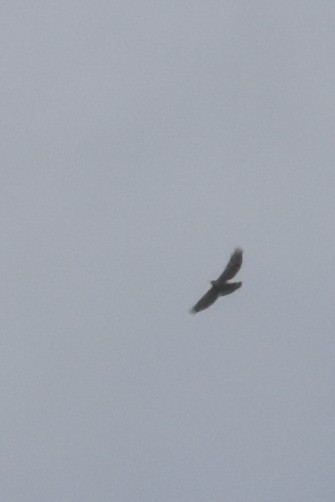 Great Black Hawk - ML641525058