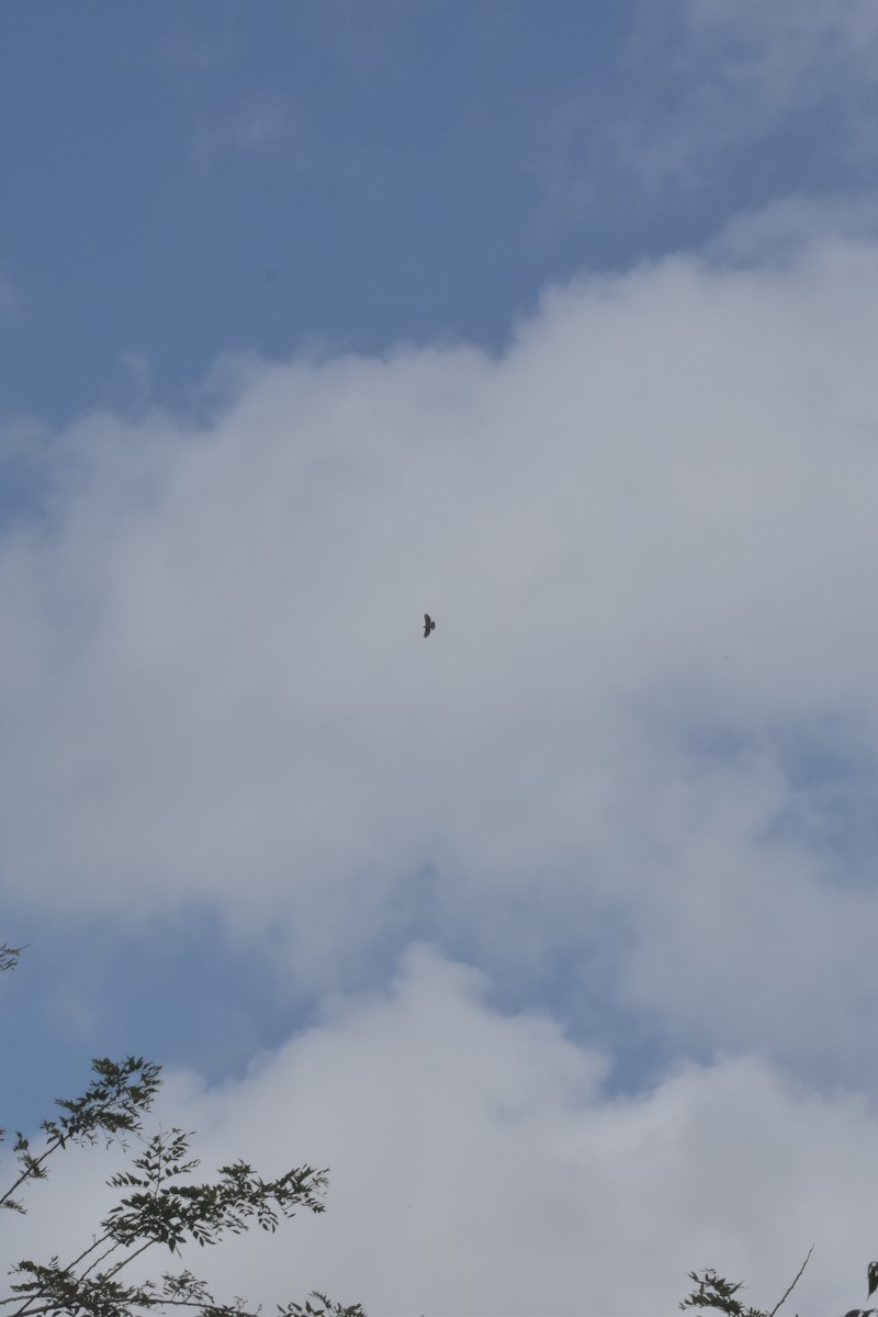 Great Black Hawk - ML641525060