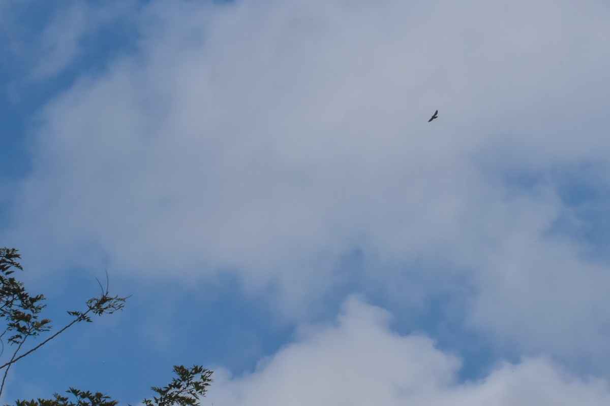 Great Black Hawk - ML641525061