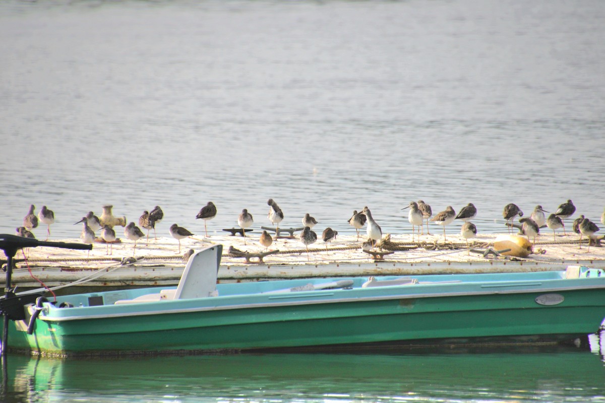 Lesser Yellowlegs - ML641525088